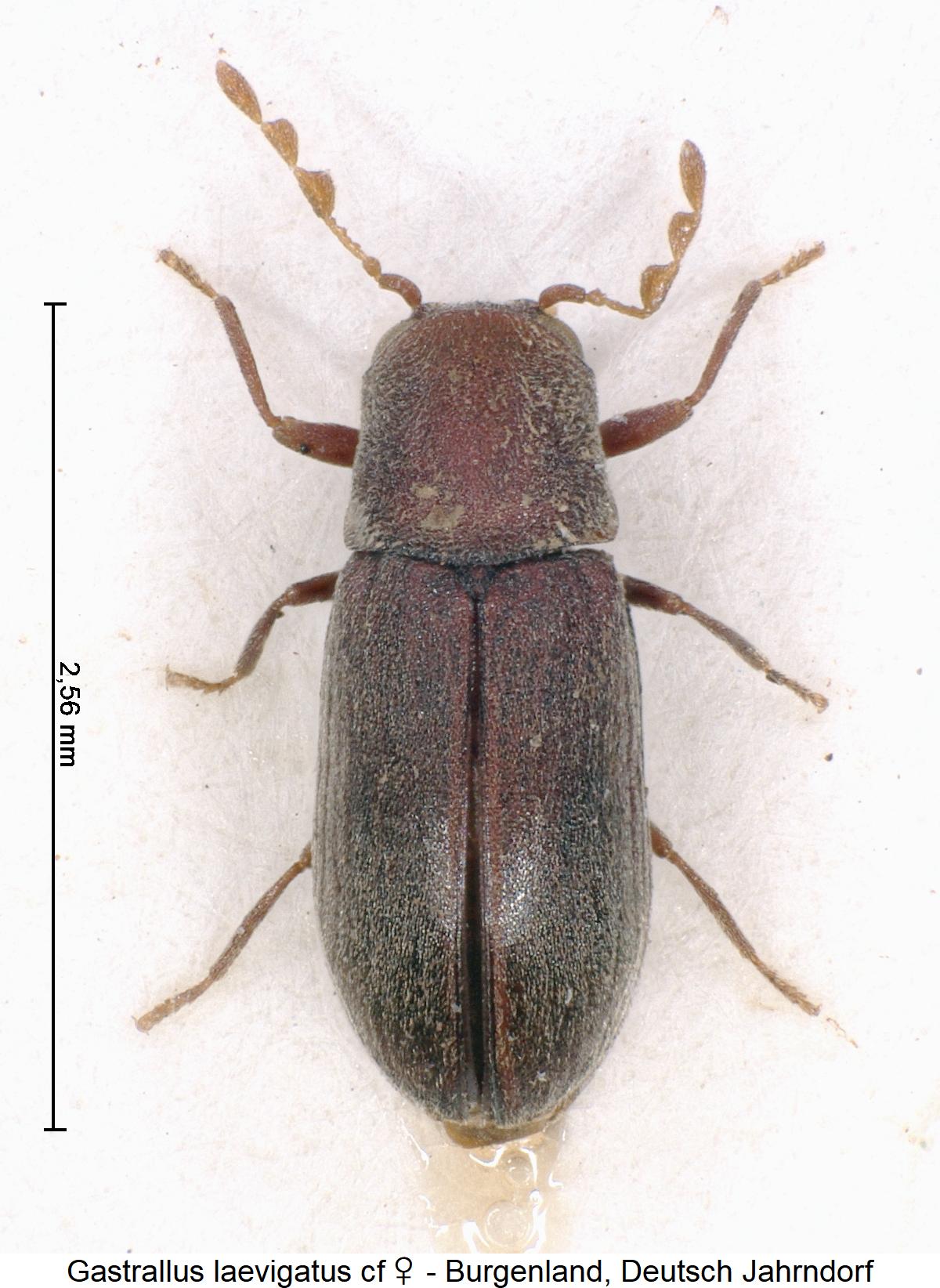 gastrallus_laevigatus_w_hab.jpg