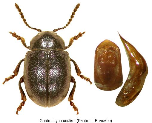 gastrophysa_analis.jpg