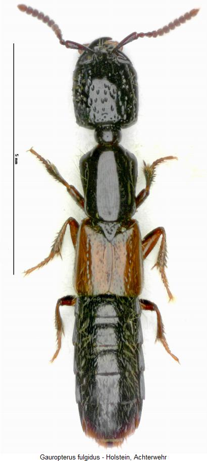 gauropterus_fulgidus_hab.jpg