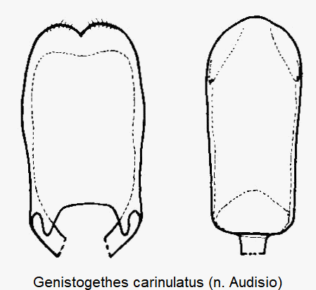 genistogethes_carinulatus.gif