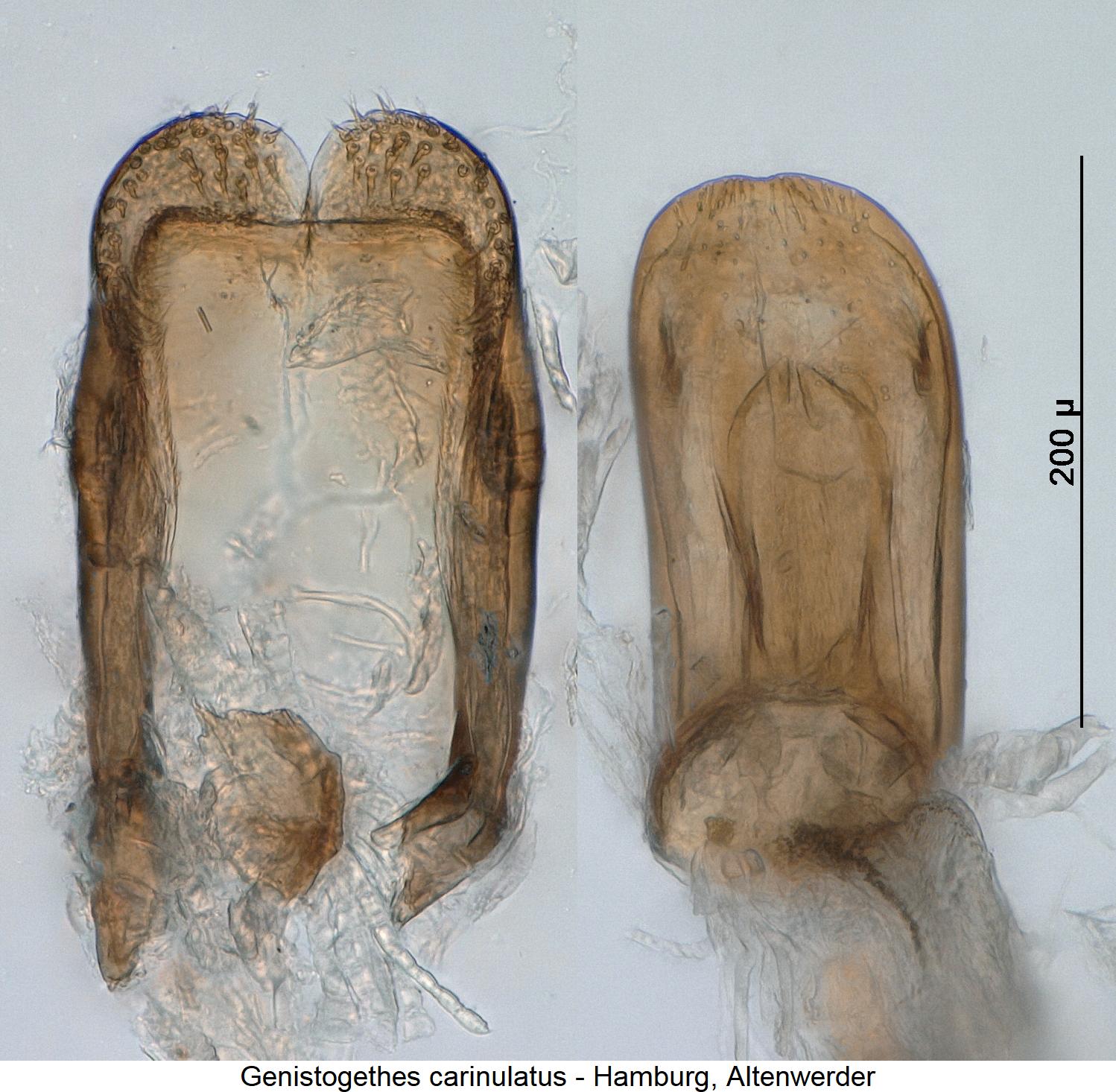 genistogethes_carinulatus.jpg