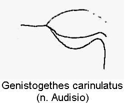 genistogethes_carinulatus_hbr.gif