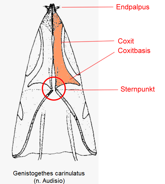 genistogethes_carinulatus_schema_ovi.gif