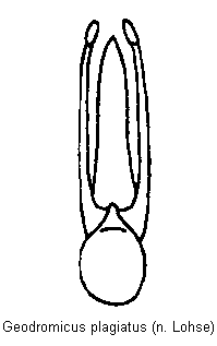 geodromicus_plagiatus.gif