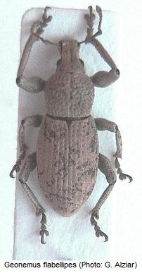 geonemus_flabellipes_hab1.jpg
