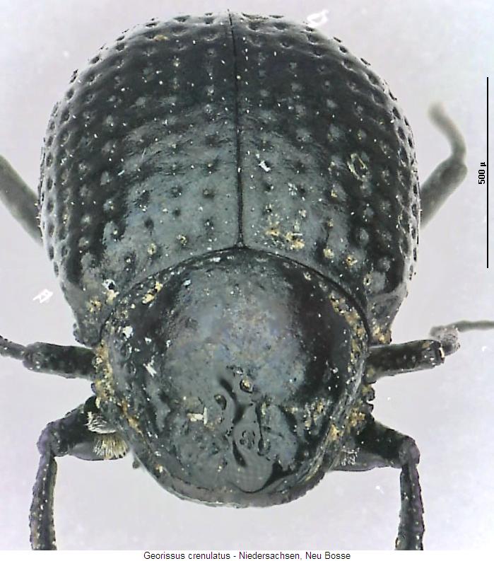 georissus_crenulatus_vk.jpg