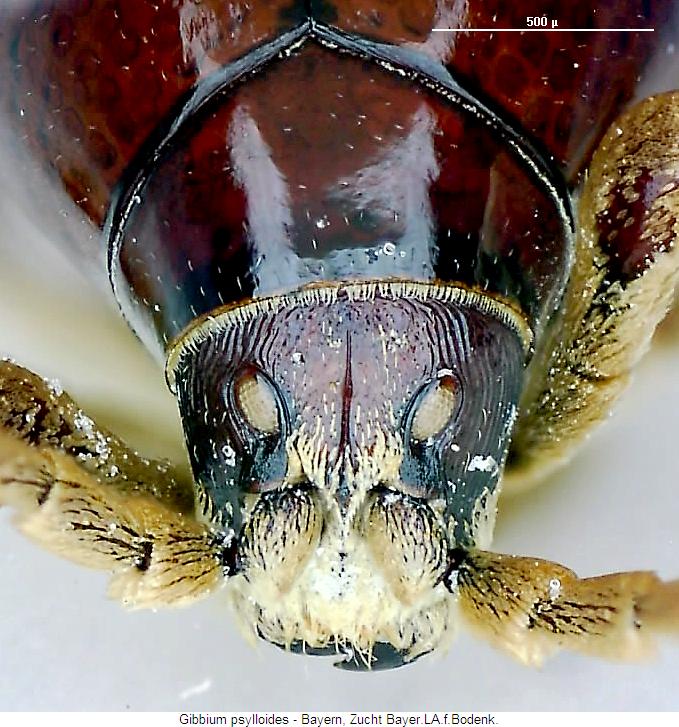 gibbium_psylloides_k.jpg