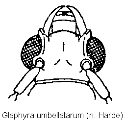glaphyra_umbellatarum_k.gif