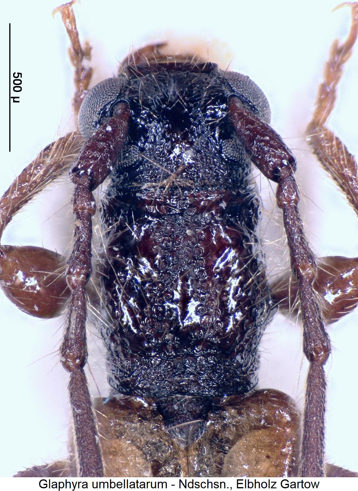 glaphyra_umbellatarum_vk.jpg