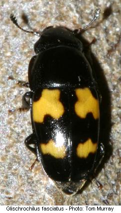 glischrochilus_fasciatus_hab.jpg