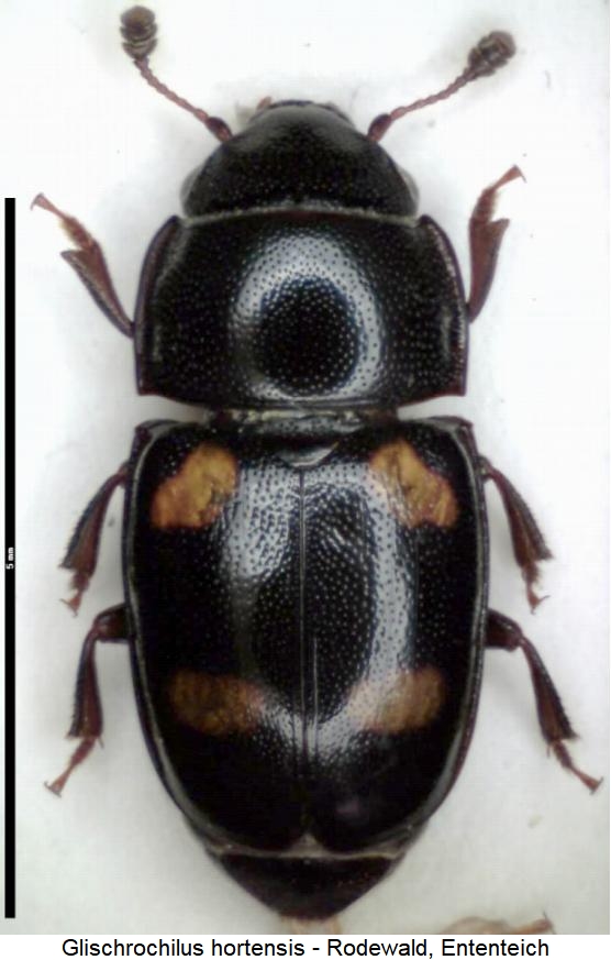 glischrochilus_hortensis_hab.jpg