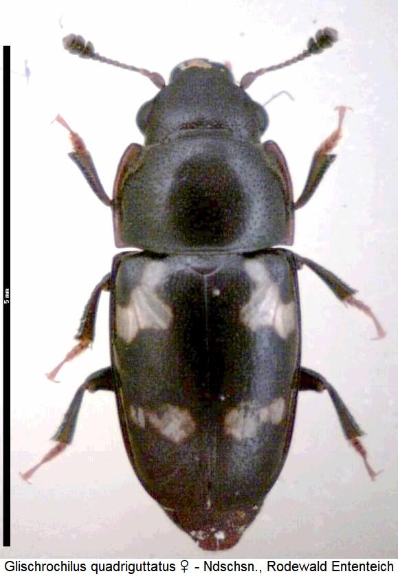 glischrochilus_quadriguttatus_hab.jpg