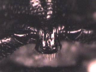 glischrochilus_quadripunctatus_vbr.jpg