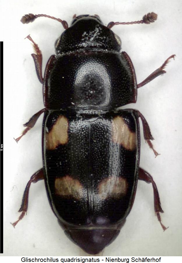 glischrochilus_quadrisignatus_hab.jpg