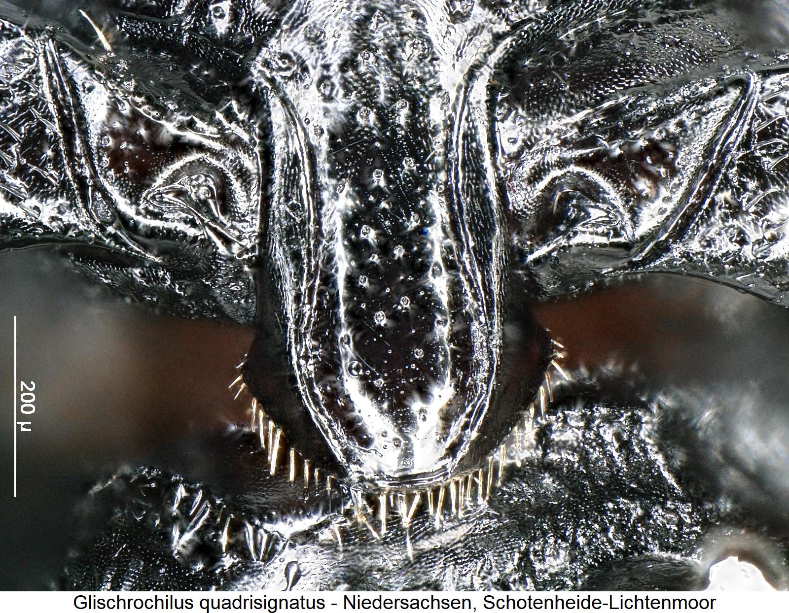 glischrochilus_quadrisignatus_vbr.jpg