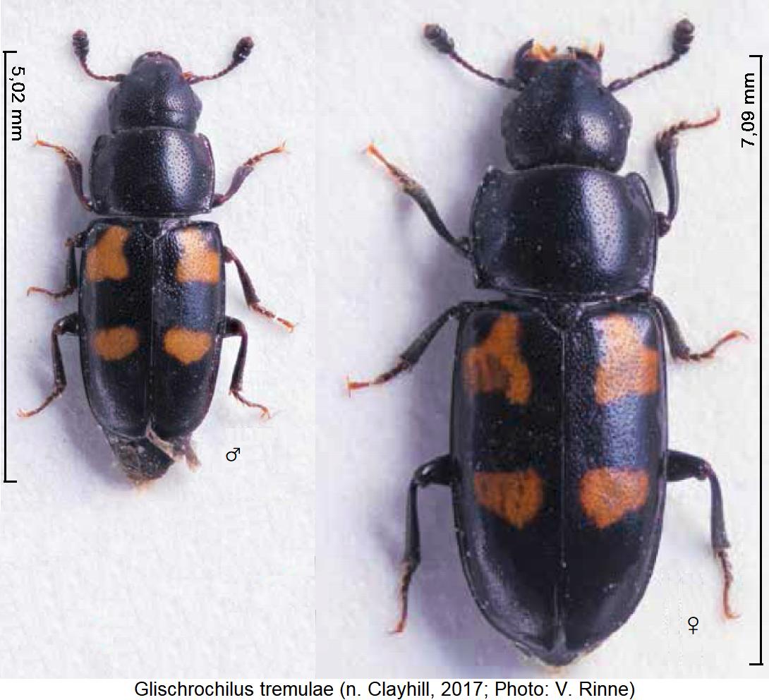 glischrochilus_tremulae_hab1.jpg