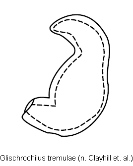 glischrochilus_tremulae_sperm.gif