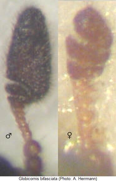 globicornis_bifasciata_f.jpg