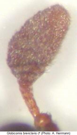 globicornis_breviclavis_f.jpg