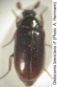 globicornis_breviclavis_hab.jpg