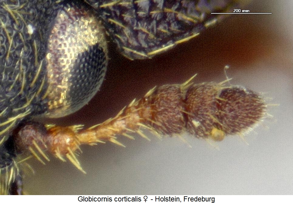 globicornis_corticalis_fw.jpg
