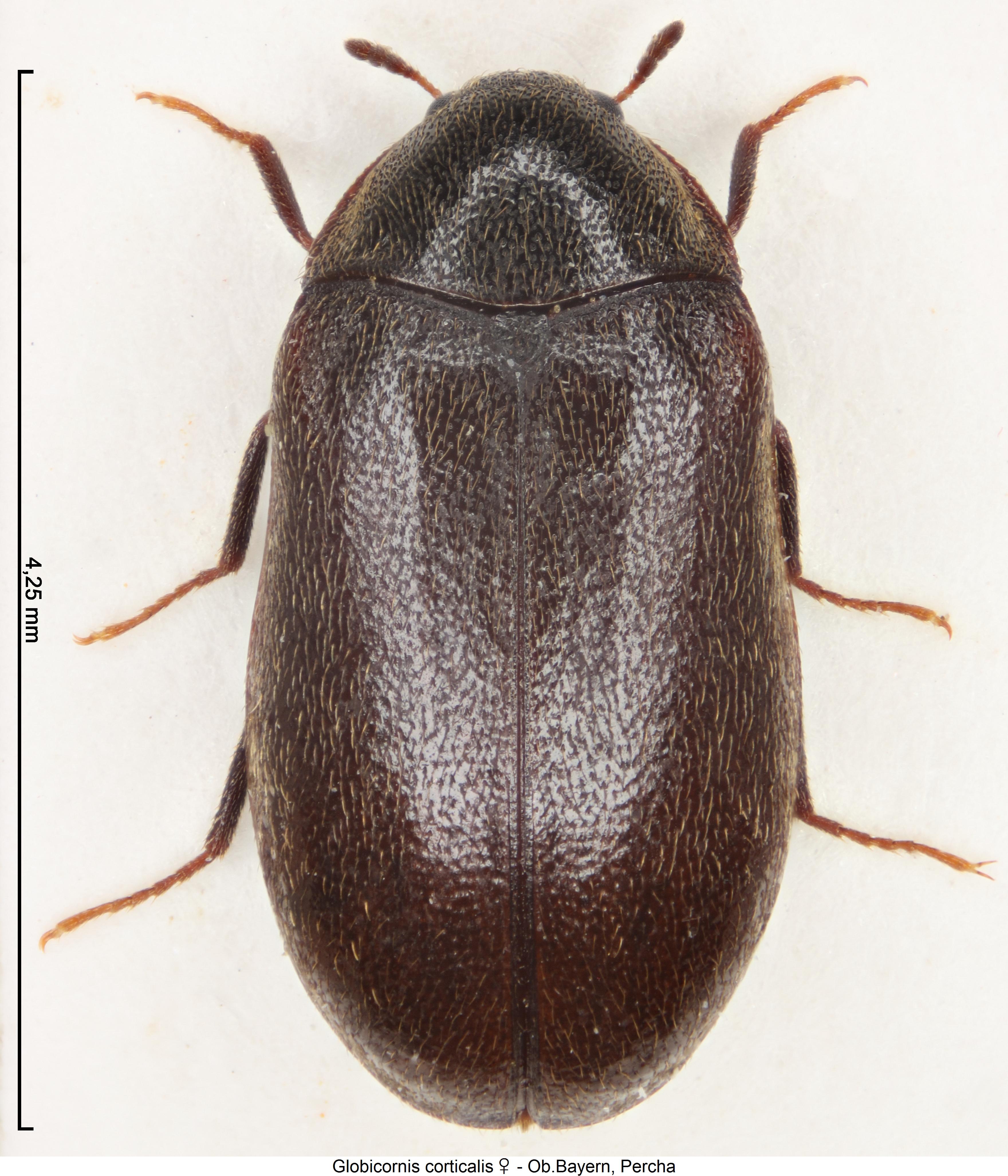 globicornis_corticalis_hab.jpg