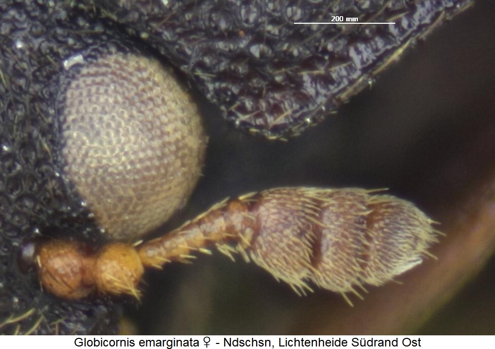 globicornis_emarginata_fw.jpg