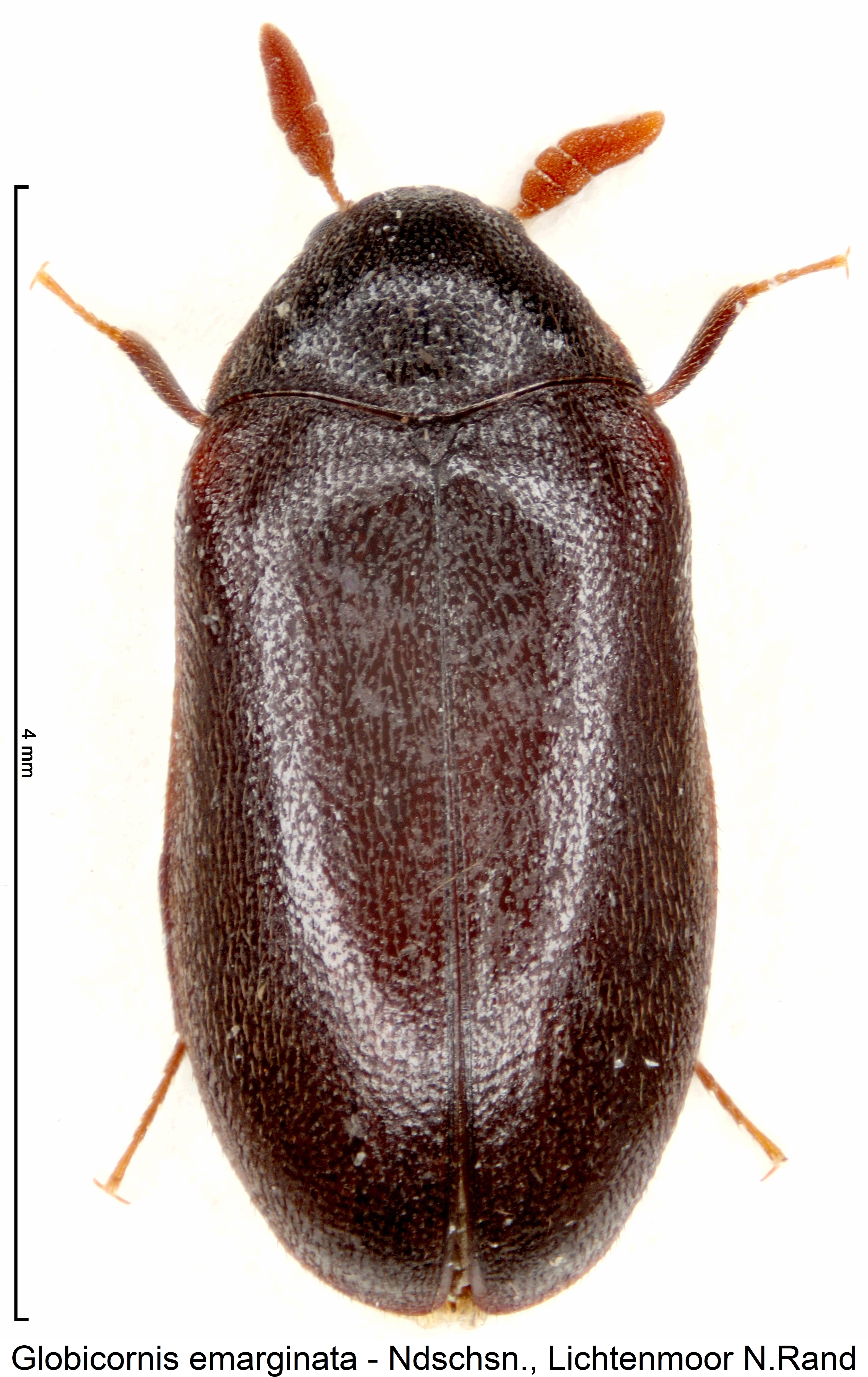 globicornis_emarginata_hab.jpg
