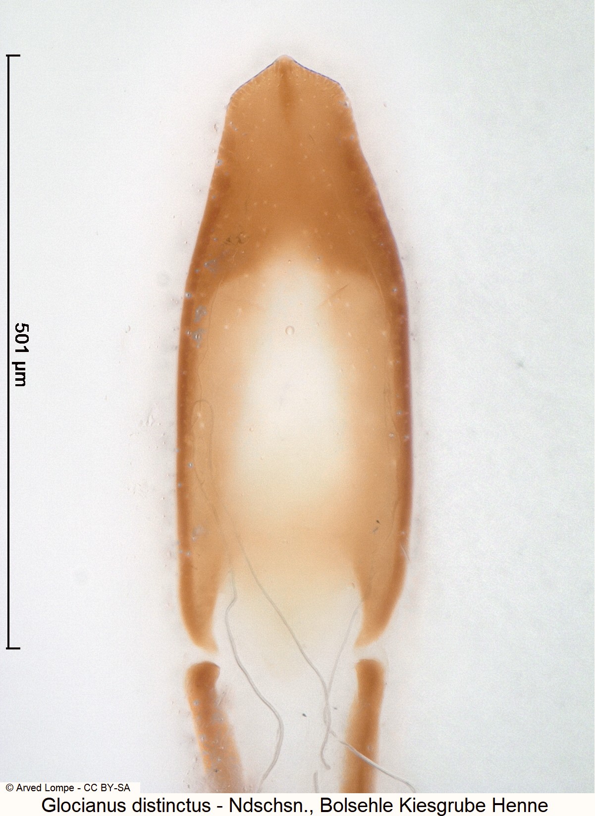 glocianus_distinctus_$24190.jpg