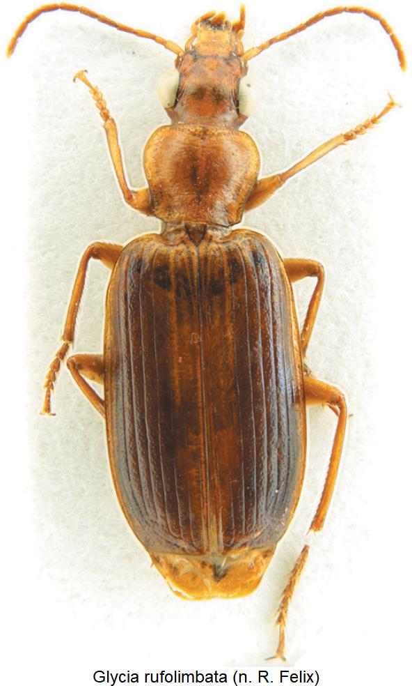 glycia_rufolimbata_hab.jpg