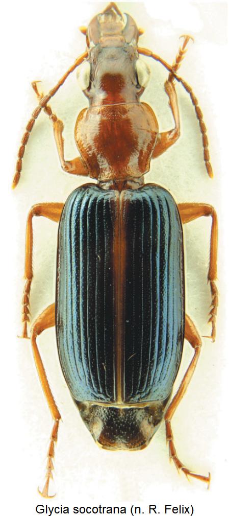 glycia_socotrana_hab.jpg