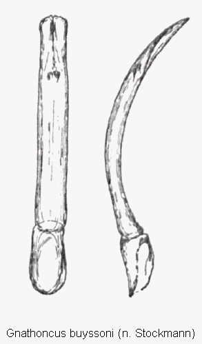 gnathoncus_buyssoni.gif
