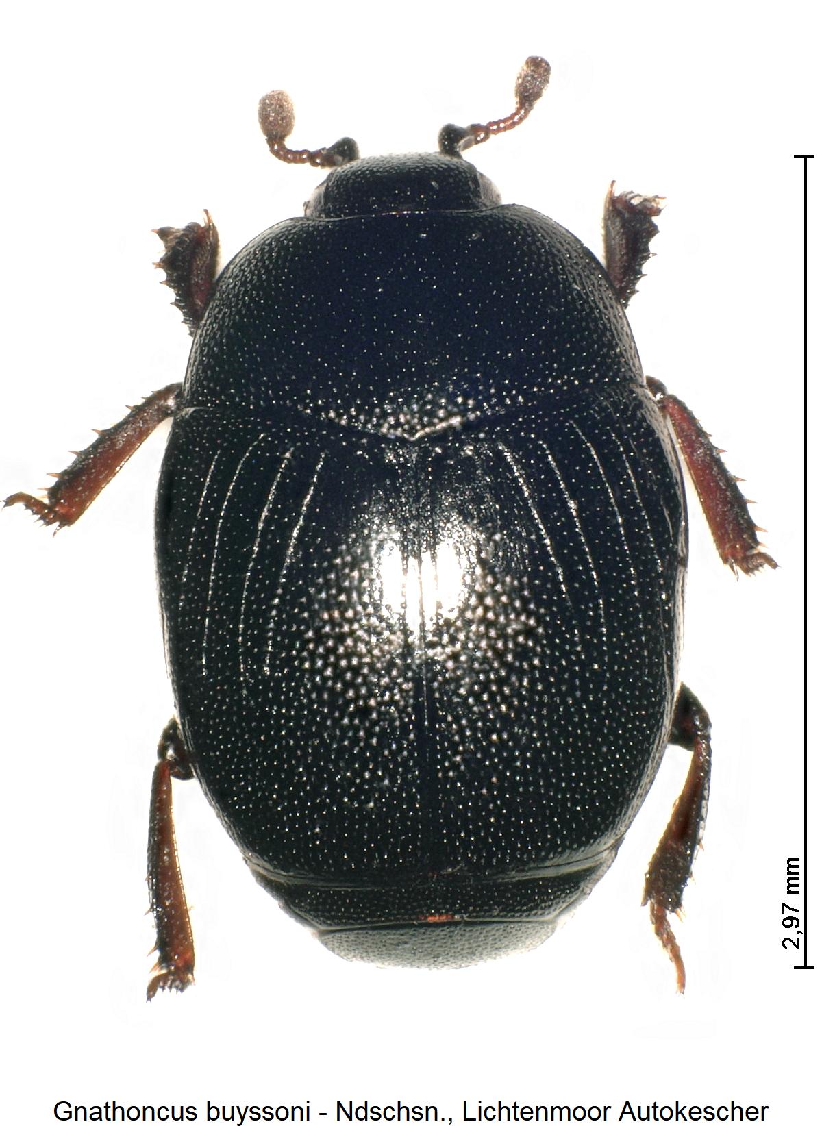 gnathoncus_buyssoni_hab.jpg