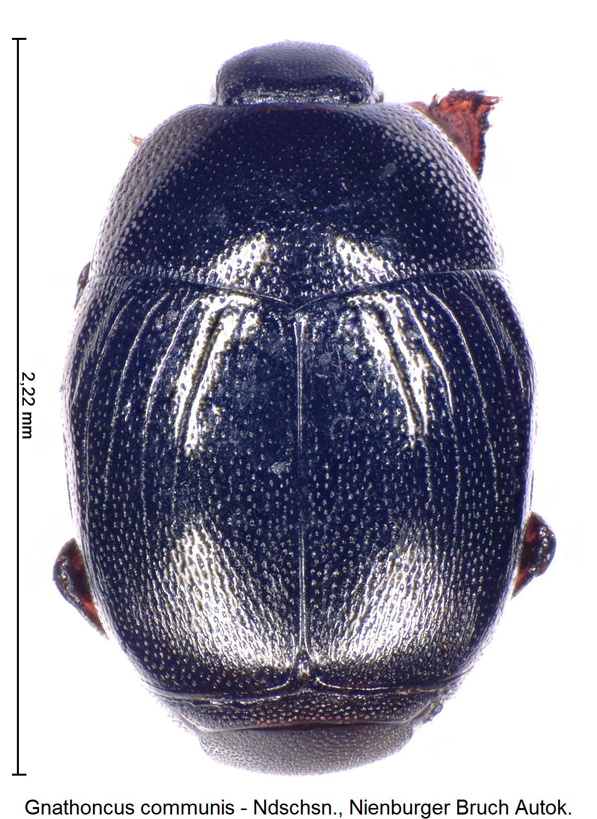 gnathoncus_communis_hab.jpg