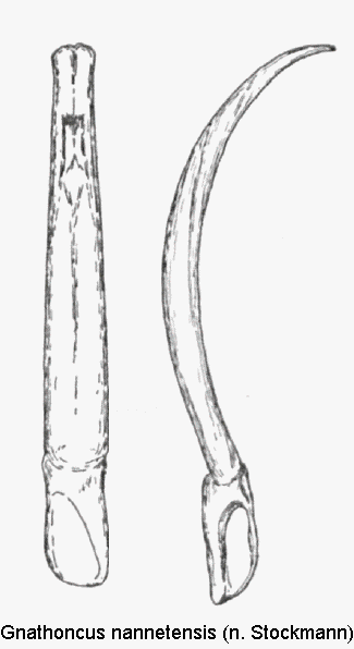 gnathoncus_nannetensis.gif