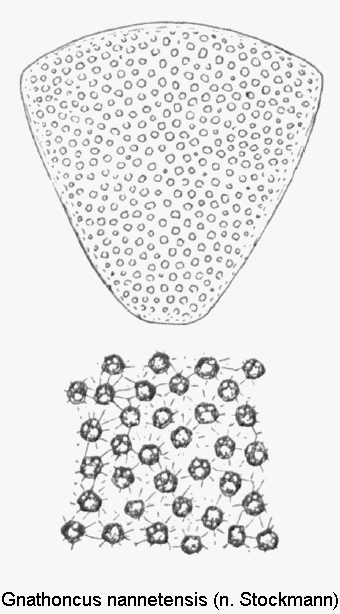 gnathoncus_nannetensis_pyg.gif