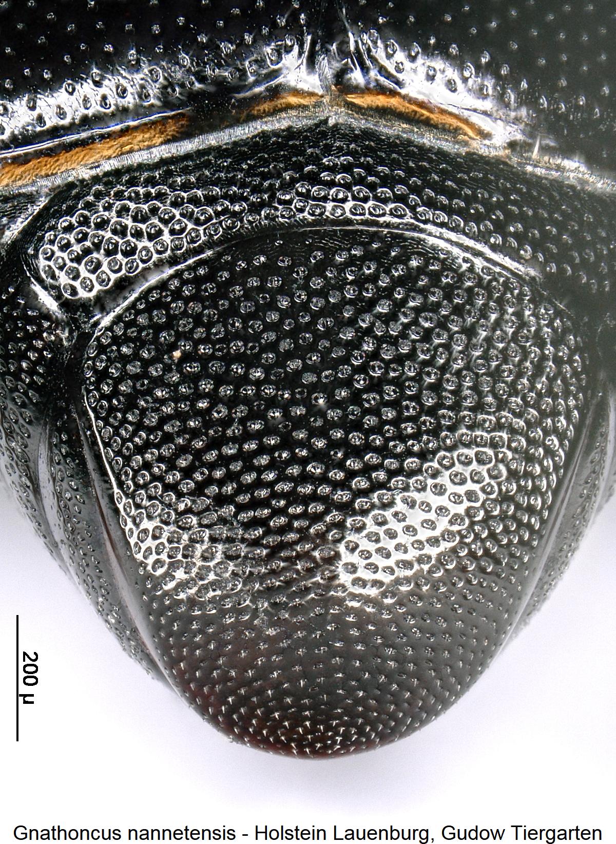 gnathoncus_nannetensis_pyg.jpg