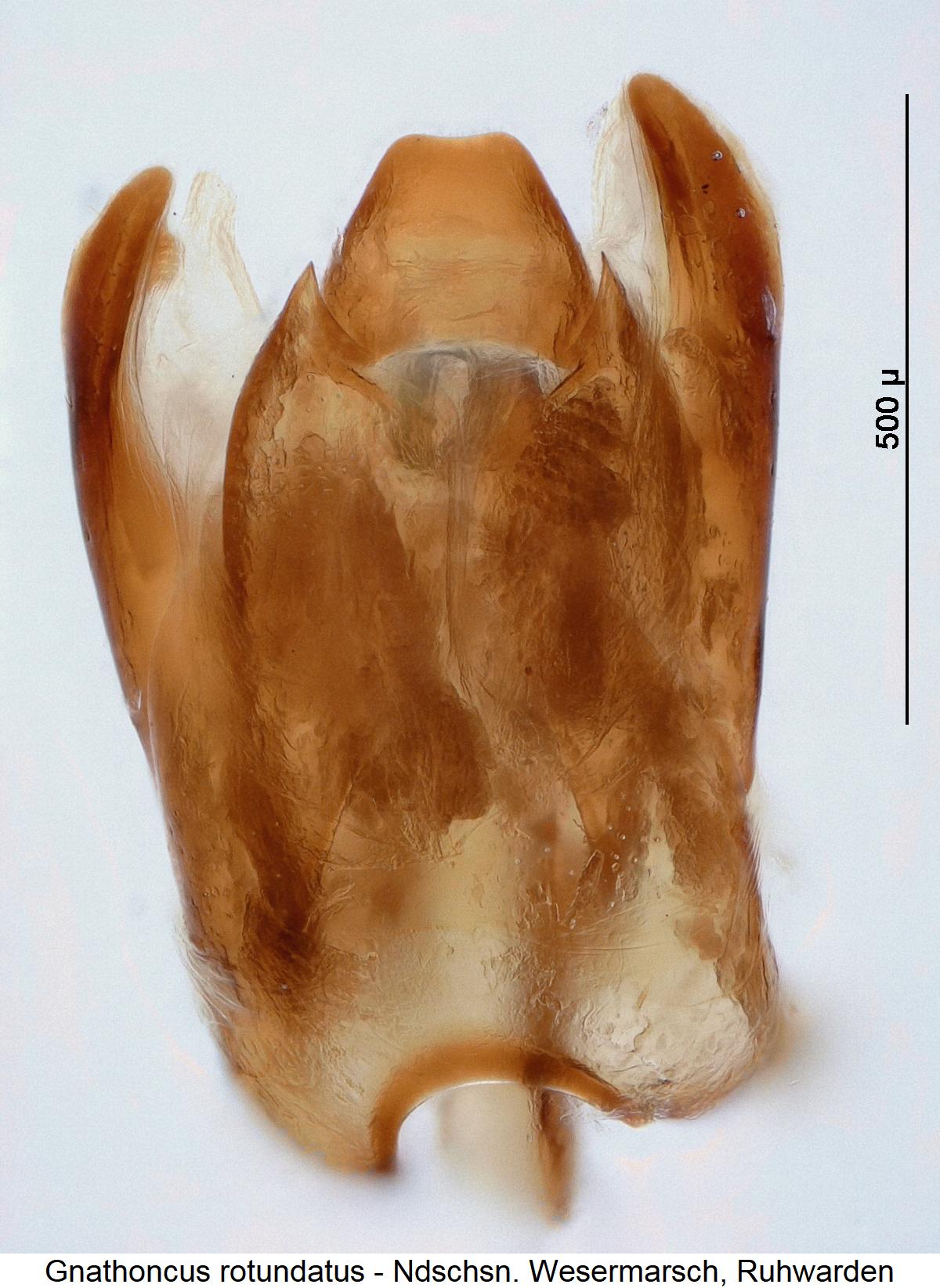 gnathoncus_rotundatus_ter1.jpg