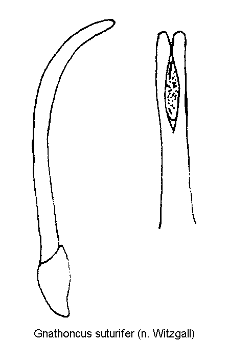gnathoncus_suturifer.gif