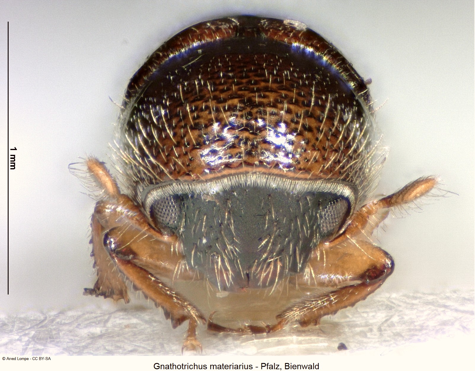 gnathotrichus_materiarius_k.jpg