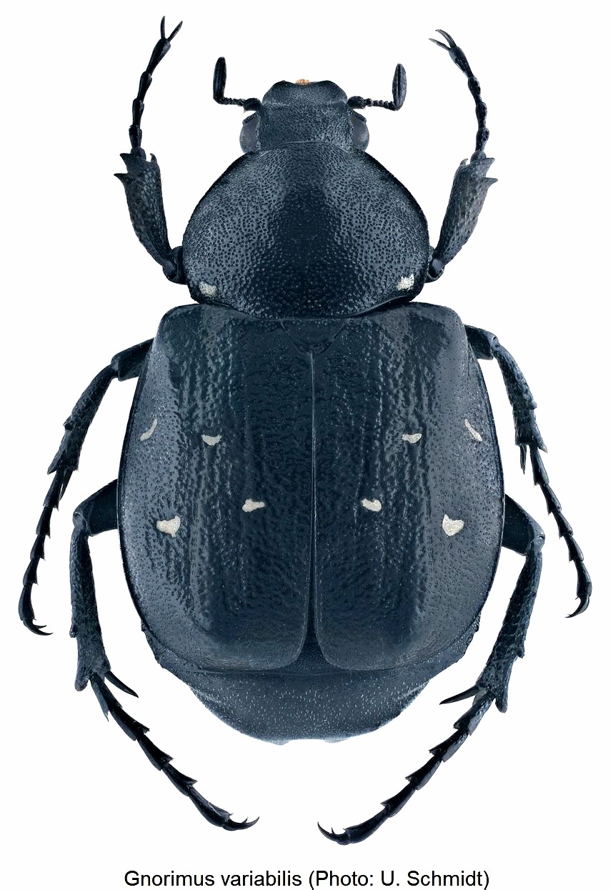 gnorimus_variabilis_hab.jpg