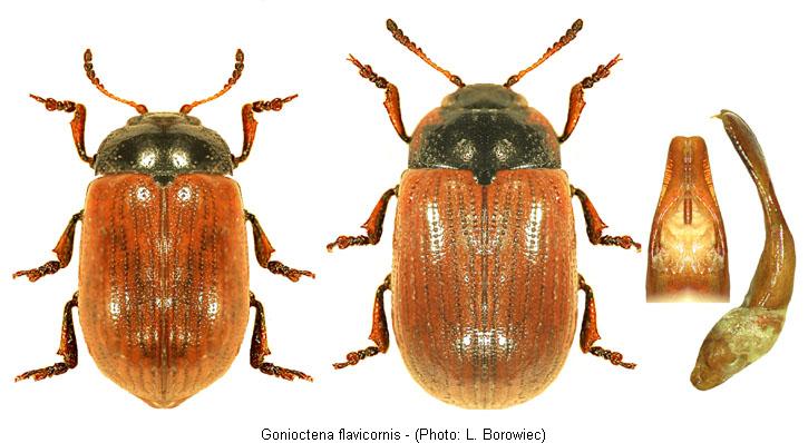 gonioctena_flavicornis.jpg