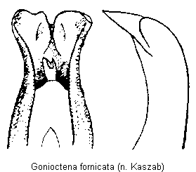 gonioctena_fornicata.gif