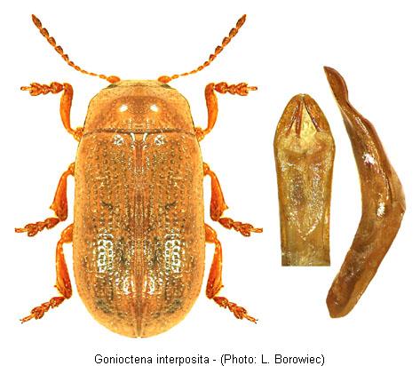 gonioctena_interposita.jpg