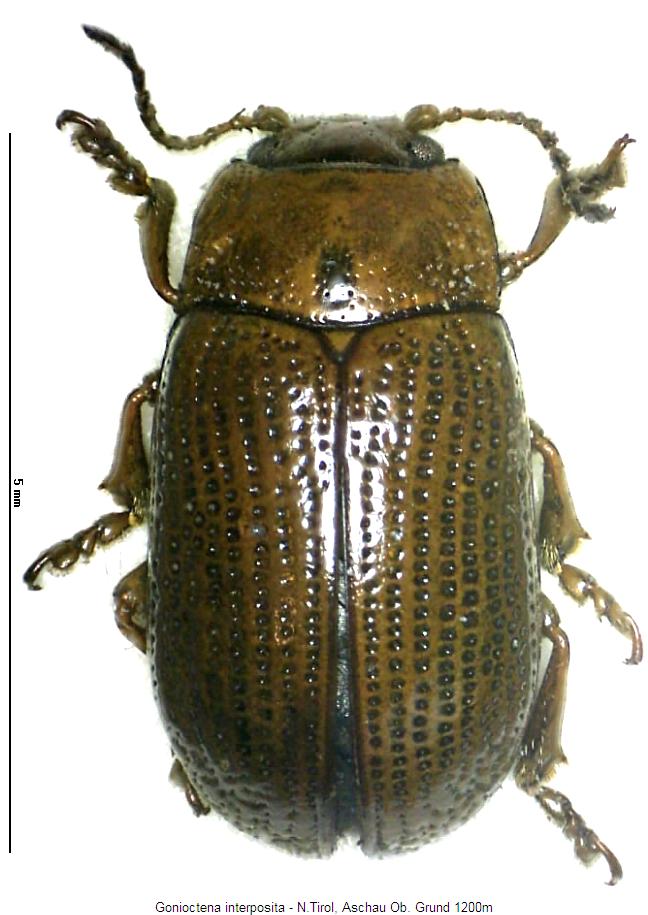 gonioctena_interposita_hab.jpg