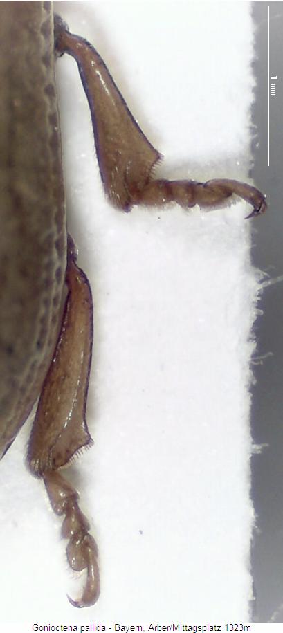 gonioctena_pallida_b.jpg