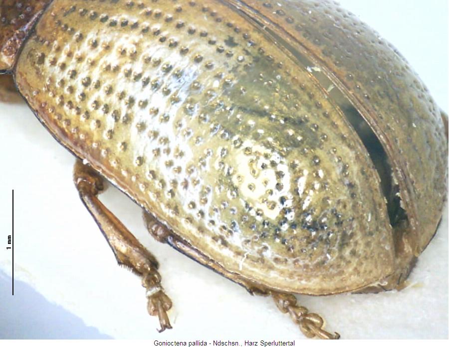 gonioctena_pallida_fld.jpg