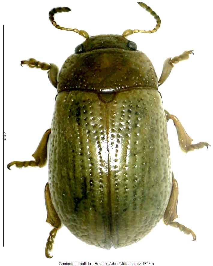 gonioctena_pallida_hab.jpg
