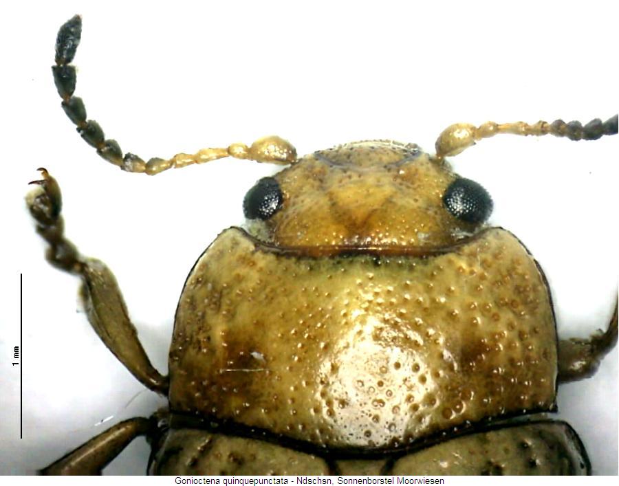 gonioctena_quinquepunctata_vk.jpg