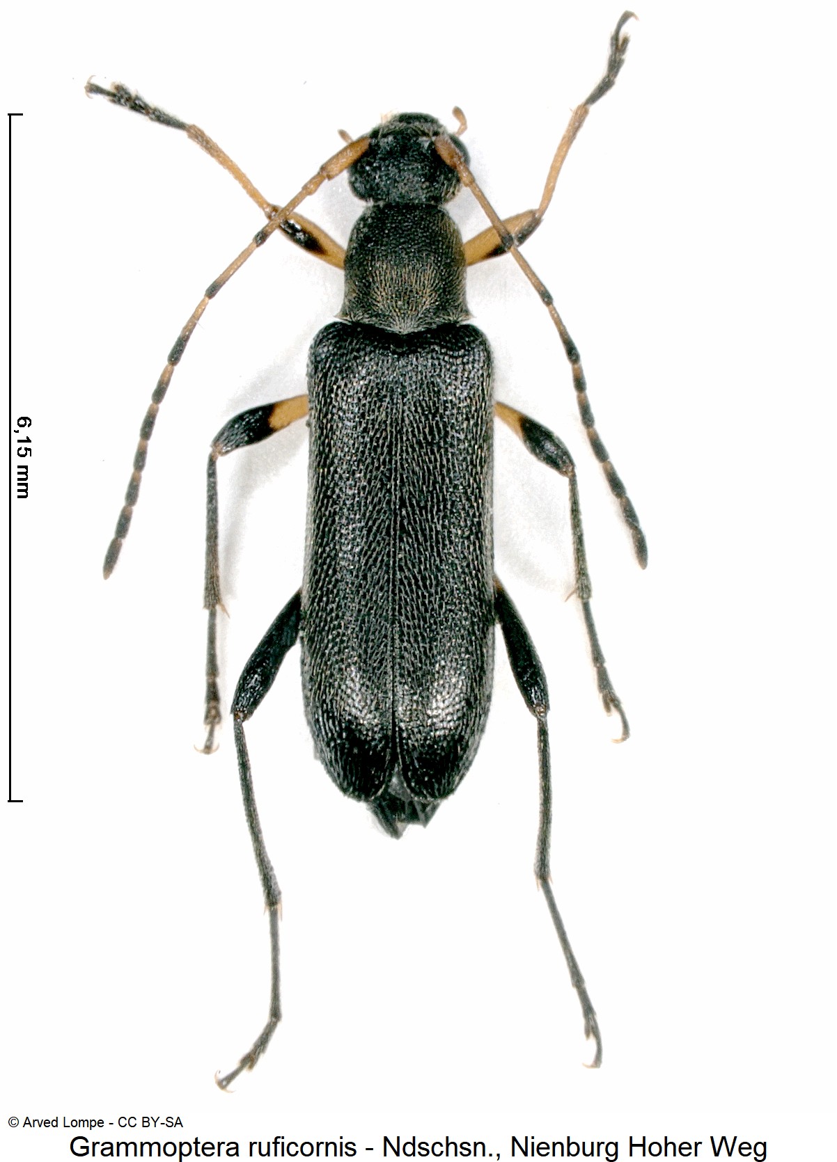 grammoptera_ruficornis_ck31533305_hab.jpg